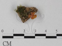 登錄號:F0025396藏品圖，第1張