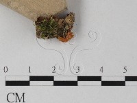 登錄號:F0025396藏品圖，第3張