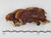 登錄號:F0025399藏品圖，第1張