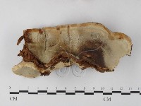 登錄號:F0025399藏品圖，第4張