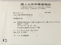 小皮傘屬藏品圖，第2張