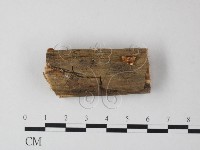 小皮傘屬藏品圖，第1張