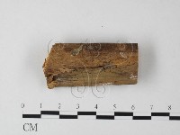 小皮傘屬藏品圖，第3張