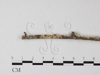 登錄號:F0025401藏品圖，第1張