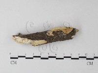 登錄號:F0025402藏品圖，第1張