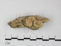 登錄號:F0025403藏品圖，第1張