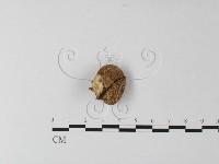 登錄號:F0025405藏品圖，第1張