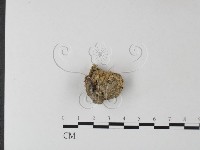 登錄號:F0025406藏品圖，第1張