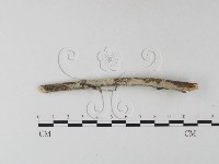 登錄號:F0025407藏品圖，第1張