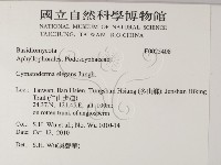 優雅波邊革菌藏品圖，第2張