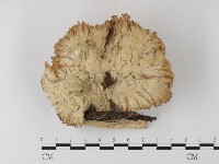 優雅波邊革菌藏品圖，第1張