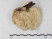 優雅波邊革菌藏品圖，第3張
