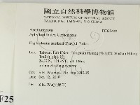 冇骨消絲齒菌藏品圖，第2張