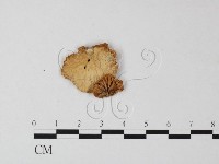 登錄號:F0025410藏品圖，第3張