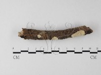 登錄號:F0025411藏品圖，第1張