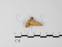 多孔菌屬藏品圖，第3張