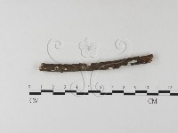 刺皮菌屬藏品圖，第3張