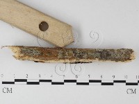 刺革菌屬藏品圖，第3張