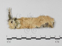 登錄號:F0025417藏品圖，第1張
