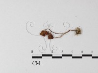 登錄號:F0025418藏品圖，第3張
