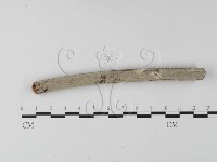 登錄號:F0025419藏品圖，第1張