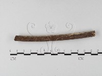 登錄號:F0025419藏品圖，第3張