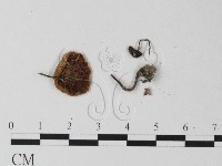 登錄號:F0025420藏品圖，第3張