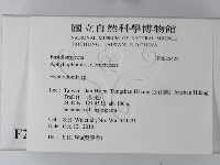 絲齒菌屬藏品圖，第2張