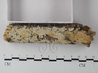 絲齒菌屬藏品圖，第3張