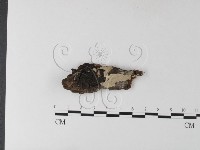 登錄號:F0025424藏品圖，第1張