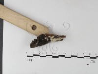 登錄號:F0025424藏品圖，第3張