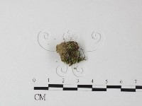 登錄號:F0025428藏品圖，第1張