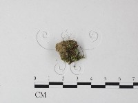 登錄號:F0025428藏品圖，第3張