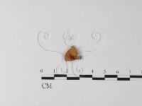 多孔菌屬藏品圖，第3張