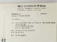 小皮傘屬藏品圖，第2張