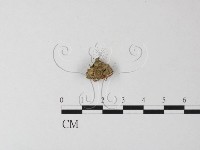 登錄號:F0025432藏品圖，第1張