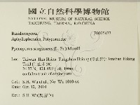 血紅密孔菌藏品圖，第2張