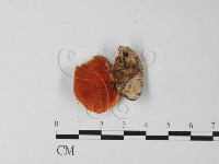 血紅密孔菌藏品圖，第1張