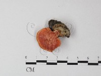 血紅密孔菌藏品圖，第3張