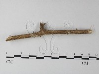 絲齒菌屬藏品圖，第3張