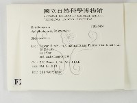 骨皮菌屬藏品圖，第2張