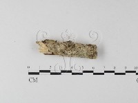登錄號:F0025437藏品圖，第1張
