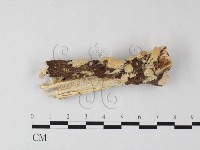 登錄號:F0025438藏品圖，第1張