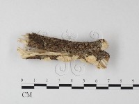 登錄號:F0025438藏品圖，第4張