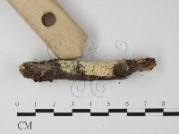 登錄號:F0025439藏品圖，第3張