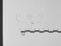 登錄號:F0025440藏品圖，第3張