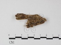 登錄號:F0025441藏品圖，第1張