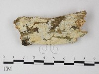 骨皮菌屬藏品圖，第1張