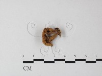 登錄號:F0025444藏品圖，第1張