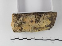 登錄號:F0025445藏品圖，第3張